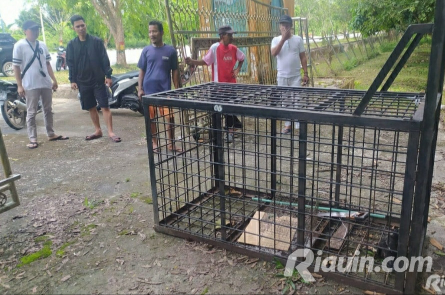 Sore Ini BBKSDA Riau Pasang Kamera dan  Perangkap Harimau di Hutan Kota Arwinas Siak