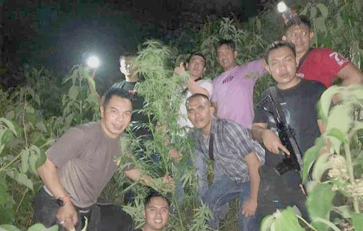 Polisi Temukan 1 Hektar Ladang Ganja Siap Panen di Sungai Penuh-Jambi, 1 Pelaku Kabur