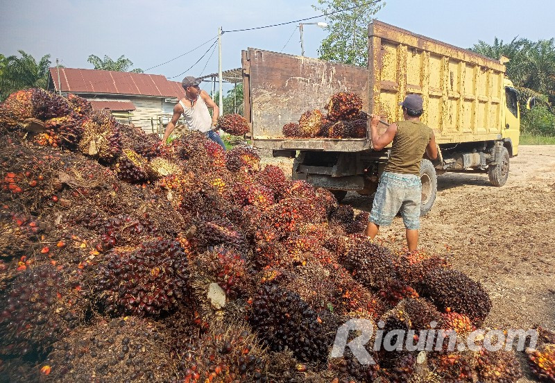 Harga TBS Sawit di Riau Pekan Ini Tembus Rp2.319 per Kg