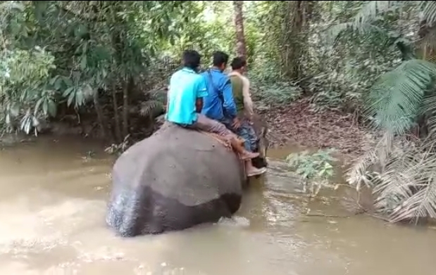 Rusak Belasan Pondok Warga, BKSDA Riau Lakukan Penggiringan 11 Gajah Liar