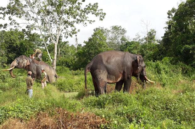 Hendak Masuk Pemukiman Warga, 2 Gajah Liar di Batang Cenaku Inhu Dihalau