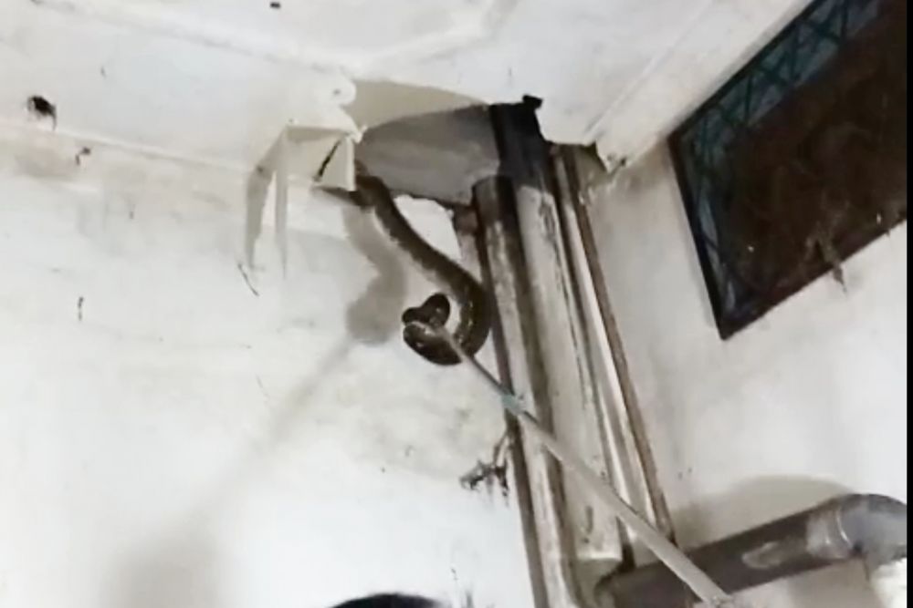Plafon Rumah Warga Pekanbaru Jadi Sarang Ular Sanca, Pemilik Lapor Damkar