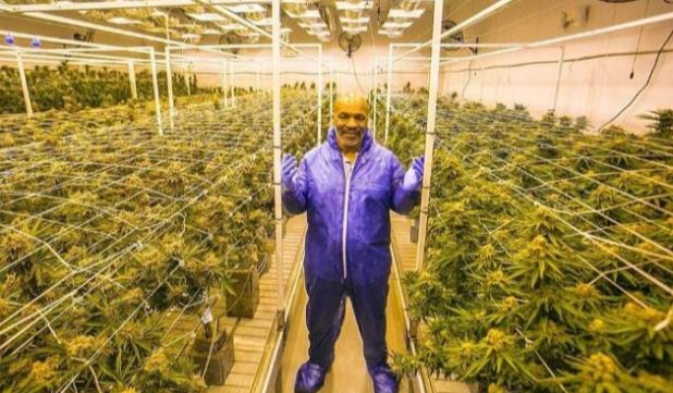 Sempat Bangkrut, Kini Mike Tyson Nikmati Bisnis Kebun Ganja yang Membuatnya Jadi Miliuner