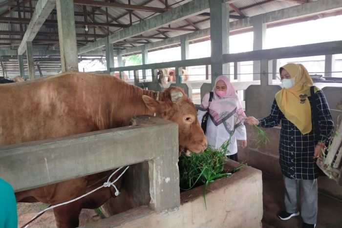 Program Bantuan 1.883 Sapi Pemprov Riau Masuki Proses Lelang