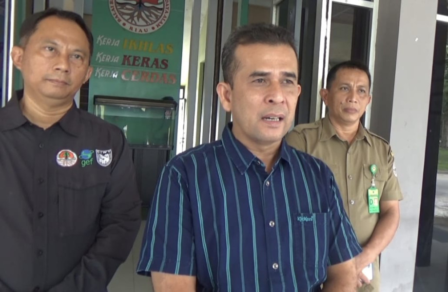 Buruh Sagu di Siak Diterkam Harimau, Lengan dan Pundak Dicakar