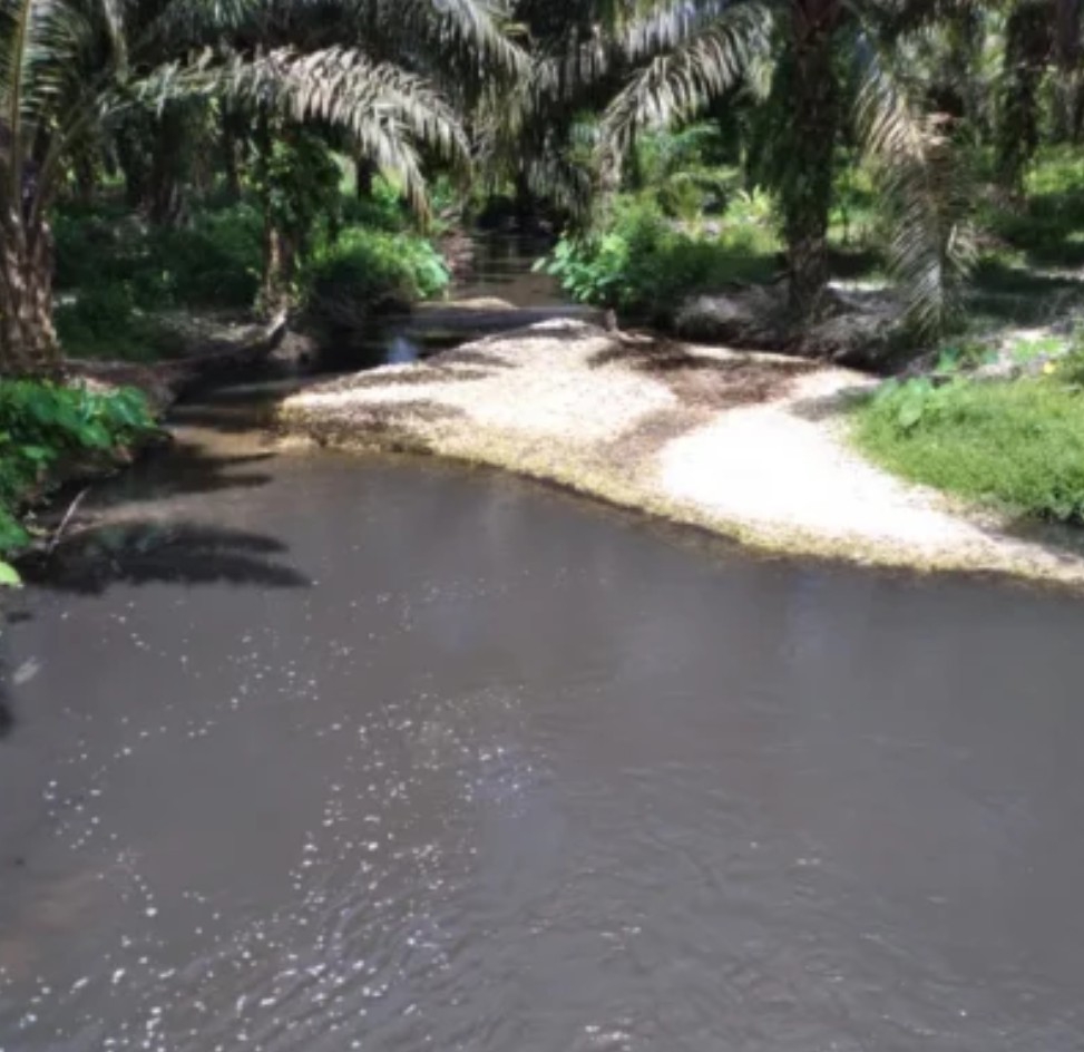PT ASMJ Akui Tanam Sawit di Bibir Sungai, LSM Suluh: Itu Kejahatan Lingkungan, Harus Diproses Hukum