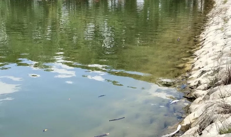 Aneh, Ratusan Ikan Nila Tiba-tiba Mati Mengambang di Danau Raja Inhu