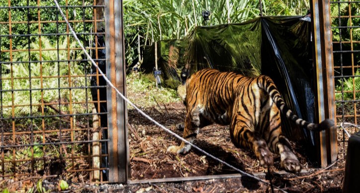 8 Bulan Direhabilitasi, Harimau Corina Dilepasliarkan di Semenanjung Kampar