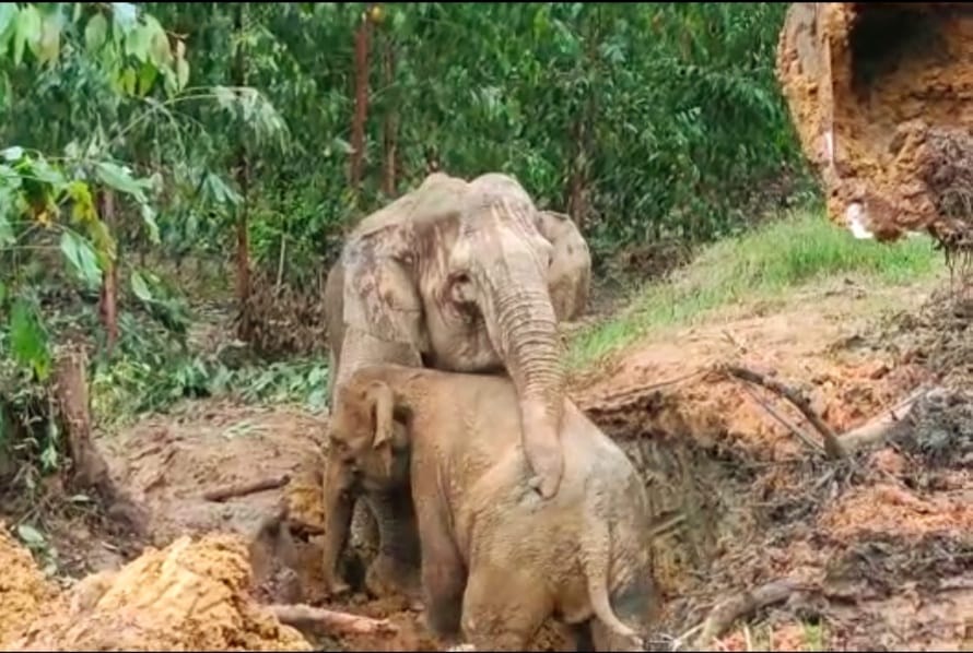 Dibantu Ekscavator, Anak Gajah Terperosok ke Lubang di Sungai Mandau Selamat