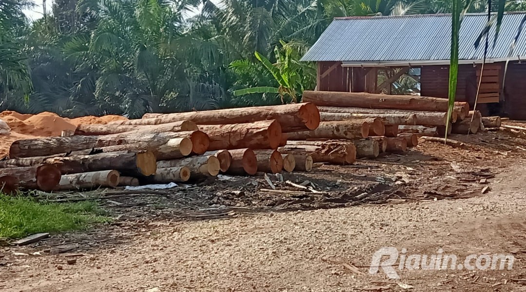 Sawmil di Desa Kasang Kembali Beroperasi, DLHK Riau Akan Razia Gabungan