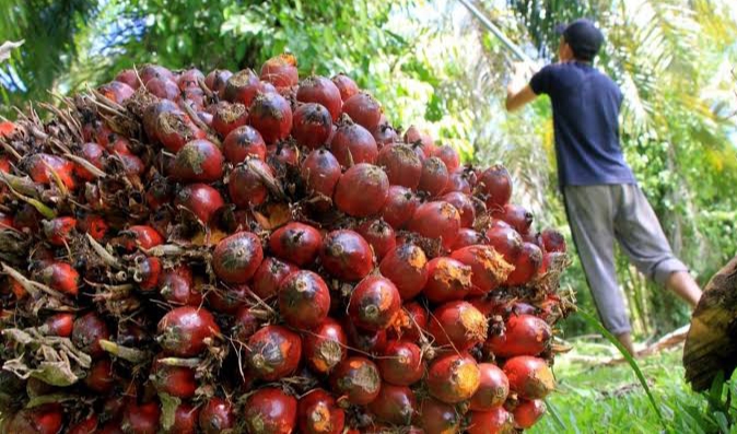 Menang Bersaing dengan Minyak Kedelai, Harga Sawit di Riau Capai Rp2 Ribu/Kg