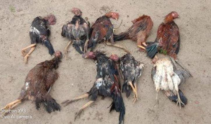 Diduga Terpapar Flu Burung, Ratusan Ayam di Koto Kampar Mati