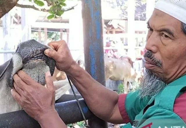 Peternak Jangan Panik, 300 Ekor Ternak di Padang Pariaman Sembuh dari PMK