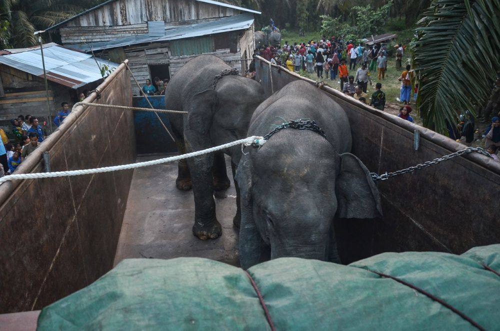 Dua Ekor Gajah Sumatera di Inhu Translokasi ke Jambi