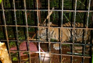 Resahkan Warga, BKSDA Tangkap Anak Harimau di Teluk Meranti