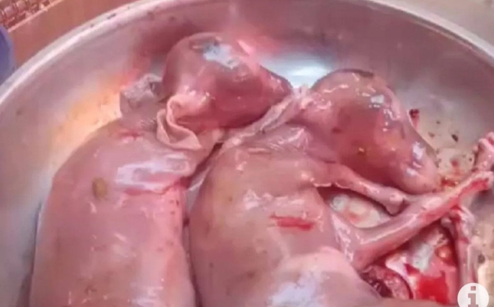 Viral, Sapi Kurban Jantan di Pekanbaru Miliki 2 Ekor Janin