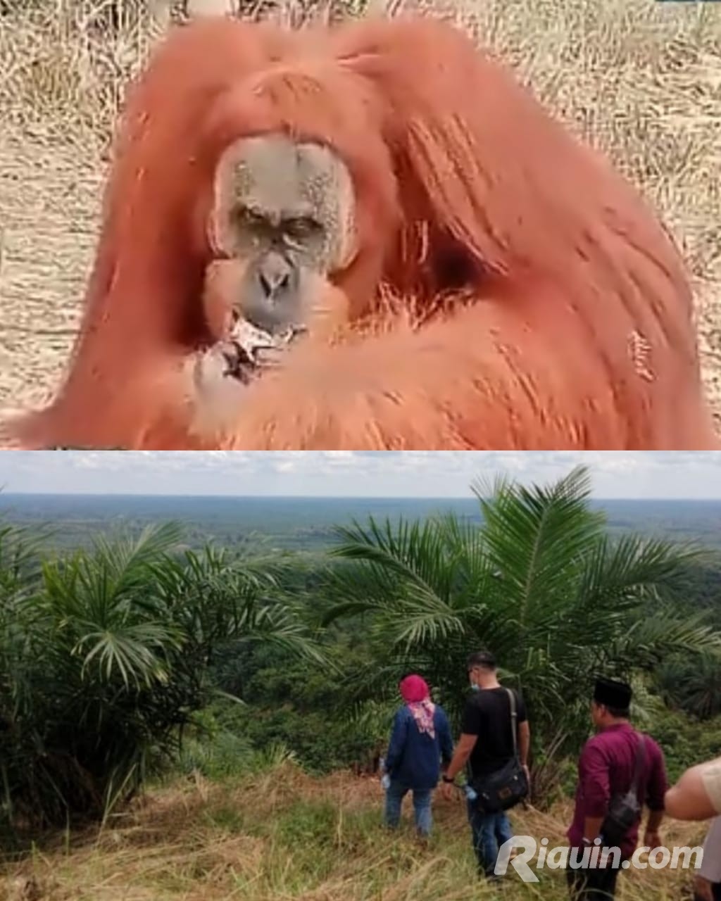 Rocky, Si Orangutan Masih Menghilang, Diduga Masuk KTNBT