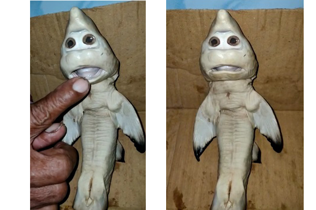 Waduh, Anak Ikan Hiu Ini Mirip Wajah Manusia, Ini Kata  Ahli Perikanan
