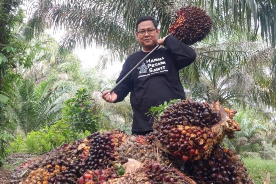 Harga Kelapa Sawit Mitra Plasma di Riau Sepekan ke Depan Naik Jadi Rp 3.611,39/Kg