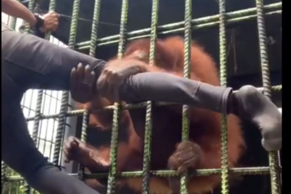 Ditarik Orangutan saat Bikin Konten, Pemuda di Pekanbaru Dipanggil BKSDA Riau