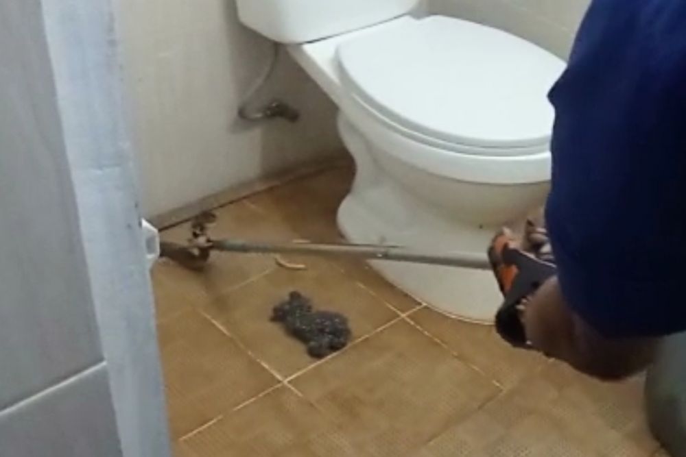 Ngeri, Ular King Kobra Mendadak Muncul di Toilet Gerai Oleh-oleh Pekanbaru