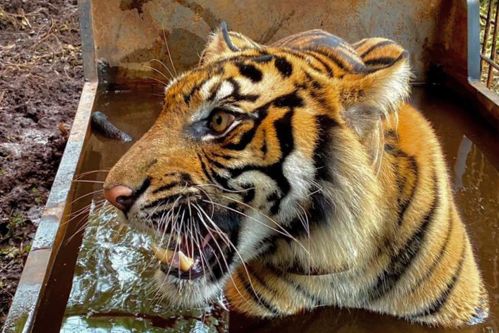 Diserang Harimau Sumatera, Anak 12 Tahun di Gaung Inhil Tewas dengan Luka Cakaran