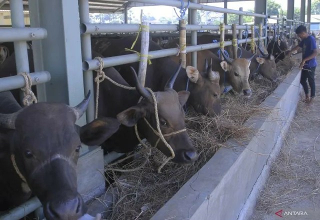 Cegah PMK, Seluruh Ternak yang Masuk ke Pasar Ternak di Payakumbuh akan Diperiksa