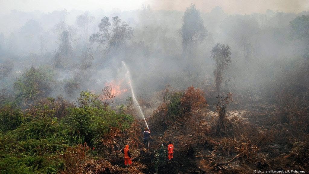 Luas Kahutla Riau Turun Signifikan, Tahun Ini Hanya 1.381 Ha, Tahun Lalu 4.733 Ha