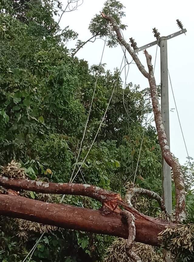 Akibat Pohon Tumbang, Aliran Listrik di Desa Penyangga TNBT Inhu Padam