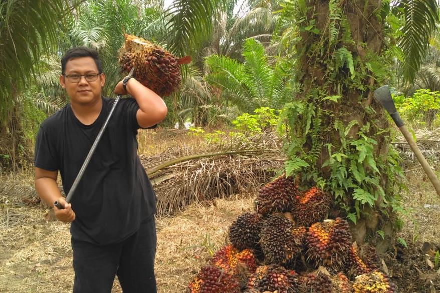 Kabar Baik bagi Petani Sawit Riau, Harga TBS Kembali Meroket, Berikut Daftarnya