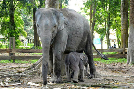 Bayi Gajah di Taman Wisata Alam Buluh Cina Riau Lahir, Gubri Beri Nama Damar