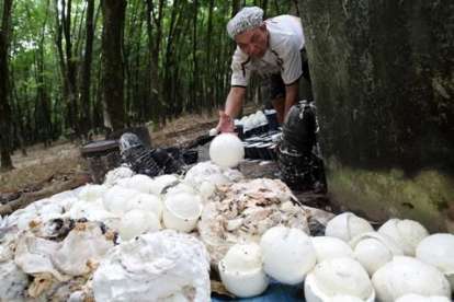 Harga Karet di Riau Merangkak Naik, Capai Rp8.526 per Kilogram 