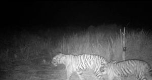 Dua Ekor Anak Harimau Muncul di Hutan Teluk Lanus, Ini Penjelasan BKSDA
