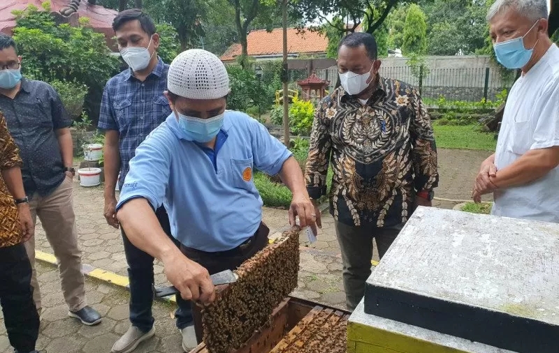 Hasilnya Menggiurkan, Pemkab Kampar Berencana Kembangkan Budidaya Lebah Australia