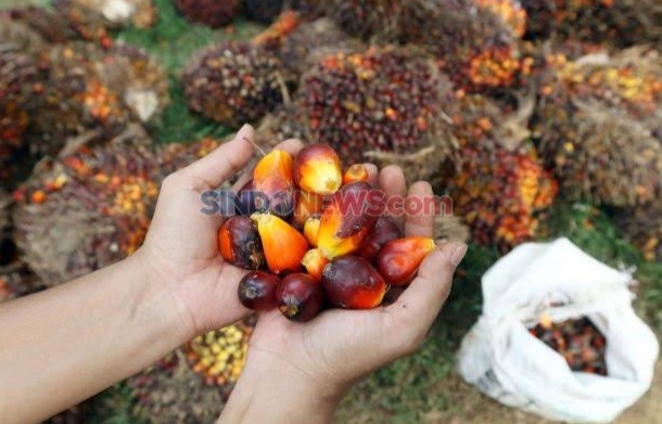 Harga Sawit di Riau Pekan Ini Naik Jadi Rp2.180,09 per Kg