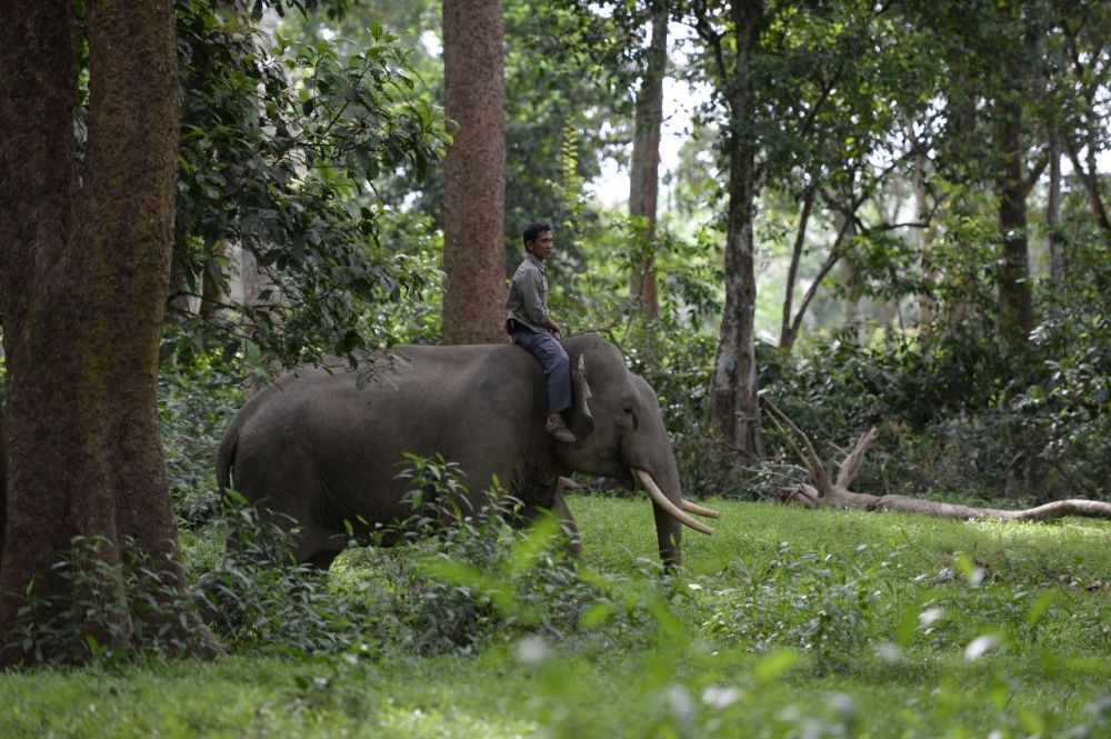 Konflik dengan Warga Pangkalan Kerinci, 3 Ekor Gajah Digiring ke TN Tesso Nilo