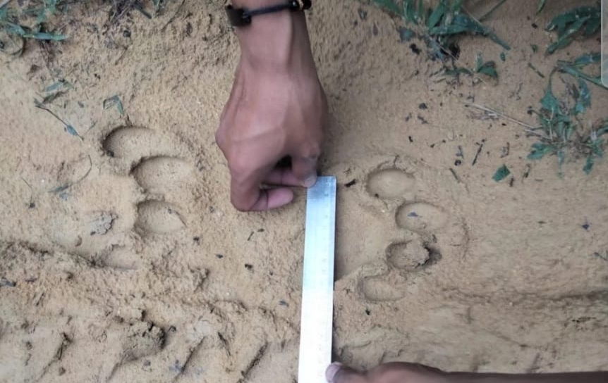 Jejak Harimau Ditemukan di Kebun Sawit PT Gandaerah Hendana di Pelalawan