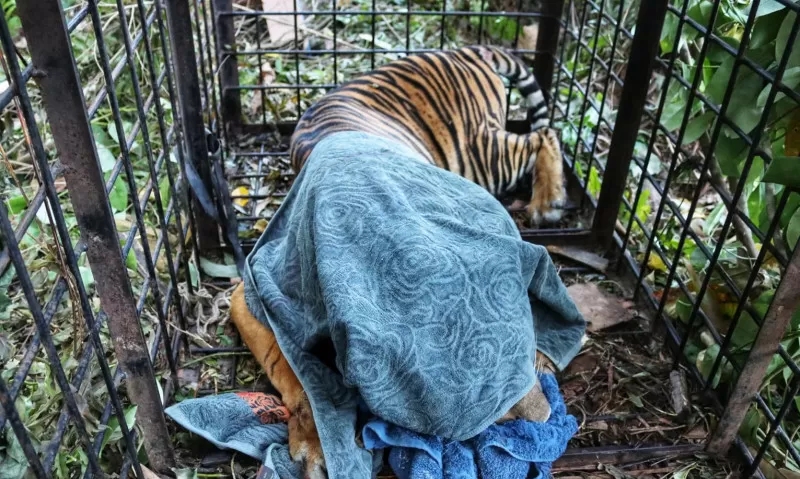 Harimau yang Terkam Remaja di Teluk Lanus Siak Berhasil Ditangkap, Begini Kondisinya