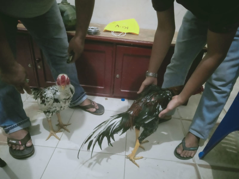 Maling Ayam dan Pompa Air, Pemuda Ini Diringkus Polsek Tenayan Raya