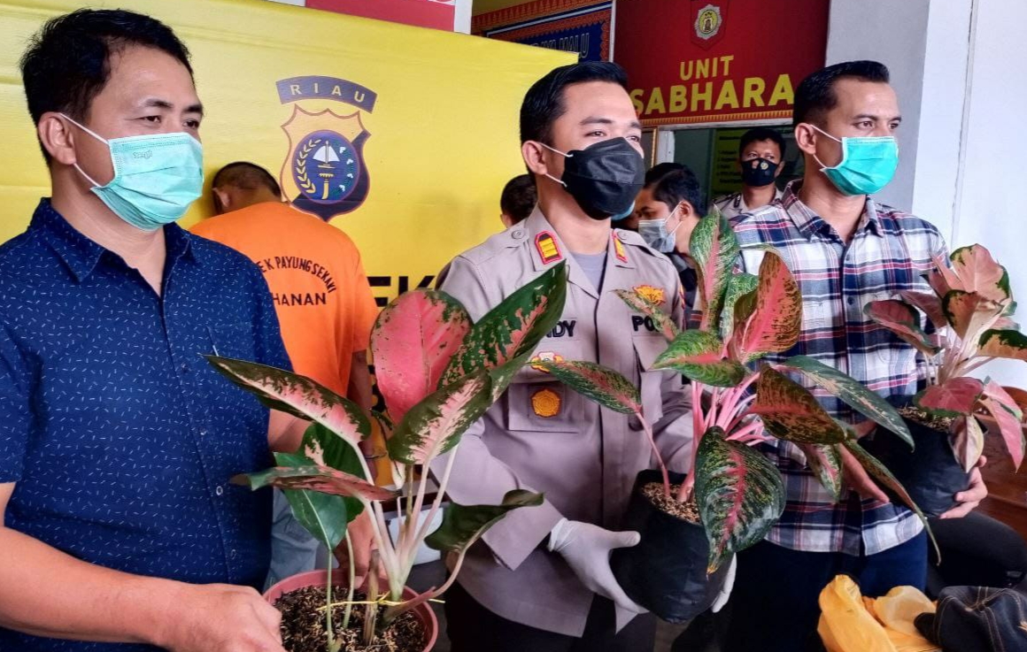 Pencuri dan Penadah Bunga Aglonema Senilai Rp100 Juta di Pekanbaru Diamankan Polisi