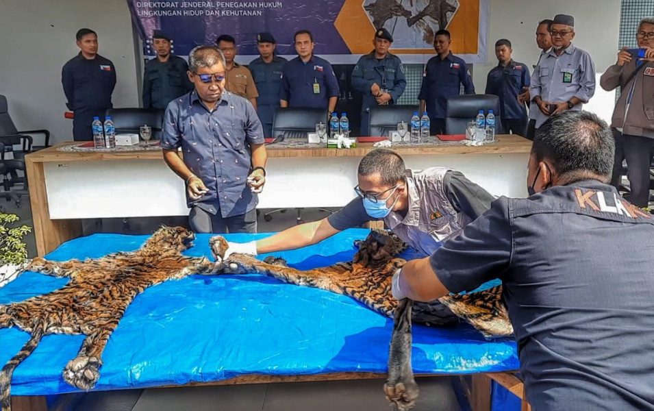 Dua Pria Penjual Kulit Harimau di Pelalawan Ditangkap Gakkum LHK