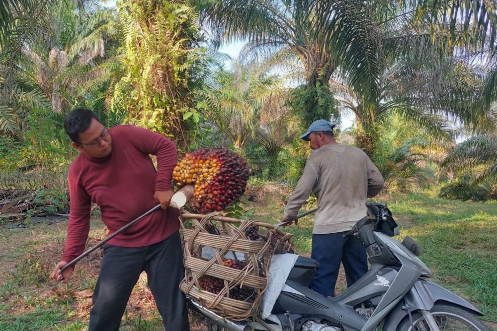 Petani Sawit di Riau Dapat Bantuan Dana Replanting dan Beasiswa, Ini Syaratnya