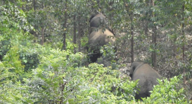 17 Ekor Gajah Masuk Perkebunan Warga di Kuansing