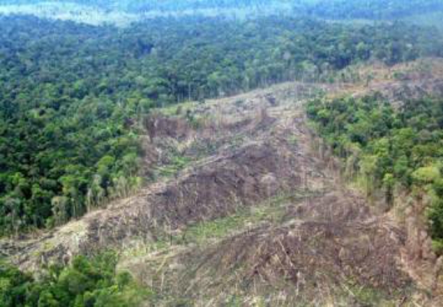 Jaga Kelestarian Lingkungan, Ranperda Pengelolaan Hutan Terus Digesa Penyelesaiannya