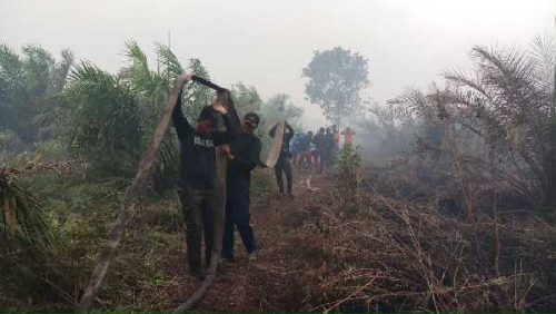 Puluhan Hektar Lahan Milik Masyarakat dan Koperasi Tandan Harapan di Teluk Meranti Terbakar