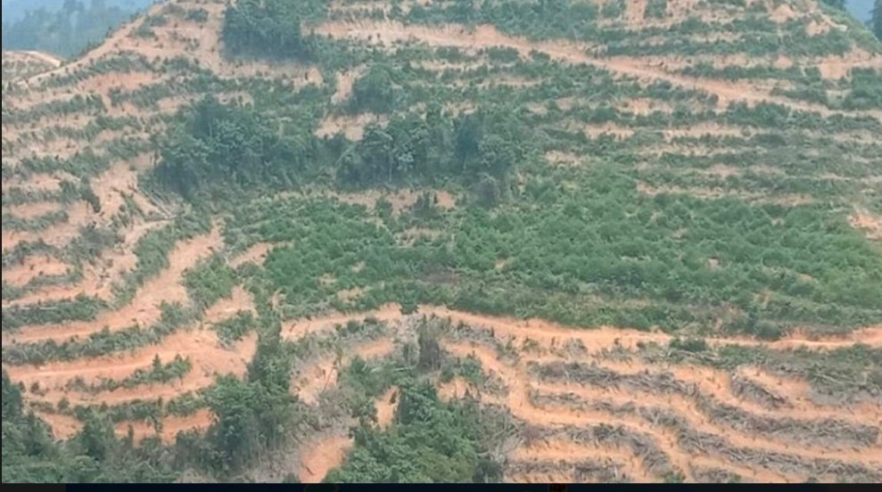 Lahan Terkikis, Generasi Muda Kuansing Terancam Kehilangan Kampung Halaman