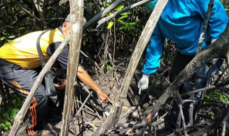 Polisi Dalami Penemuan Tengkorak Manusia di Hutan Bakau Rupat Utara