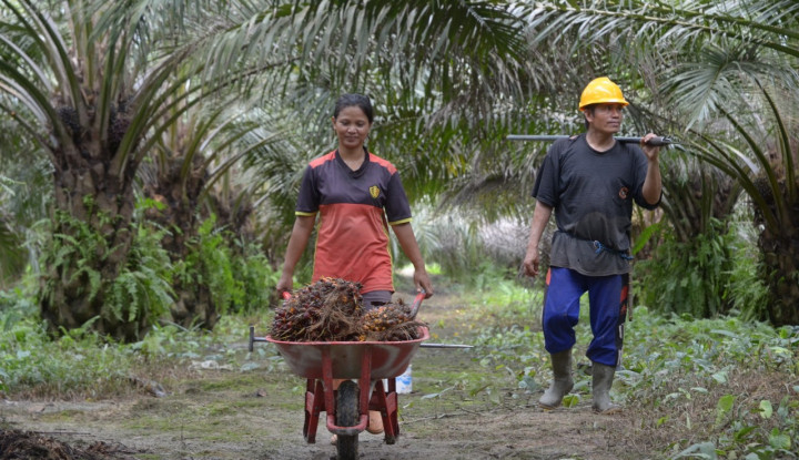 Kabar Gembira, Riau Segera Punya Pergub Tata Niaga Sawit