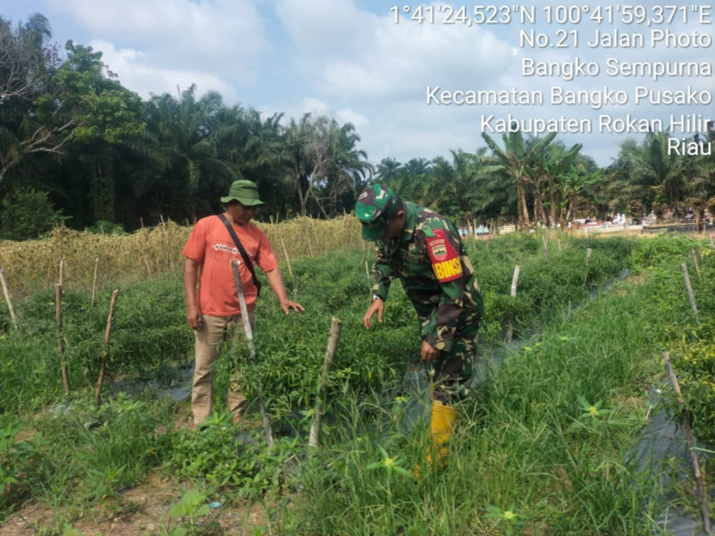 Demplot Han, Anggota Koramil 0321-05/ RM Dampingi Petani Dalam Perawatan Cabai