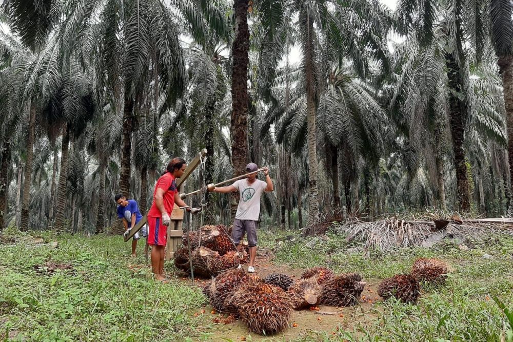 Pelan Tapi Pasti, Harga Sawit di Riau Merangkak Naik